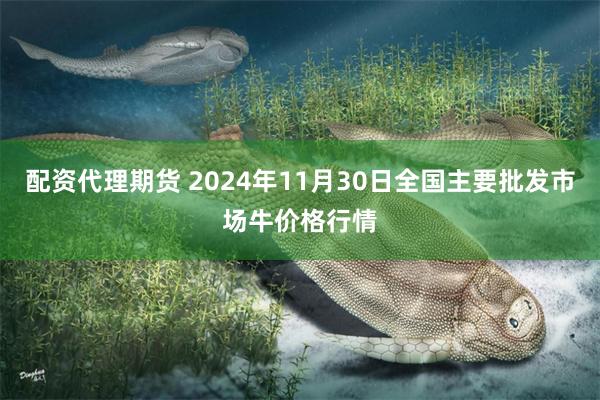 配资代理期货 2024年11月30日全国主要批发市场牛价格行情